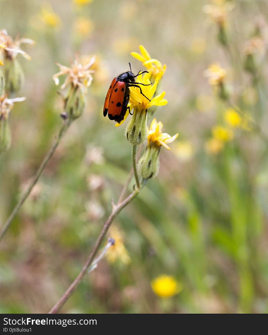 Red beetle on nature. macro