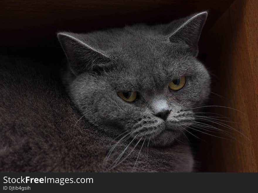 Funny british cat peeping portrait