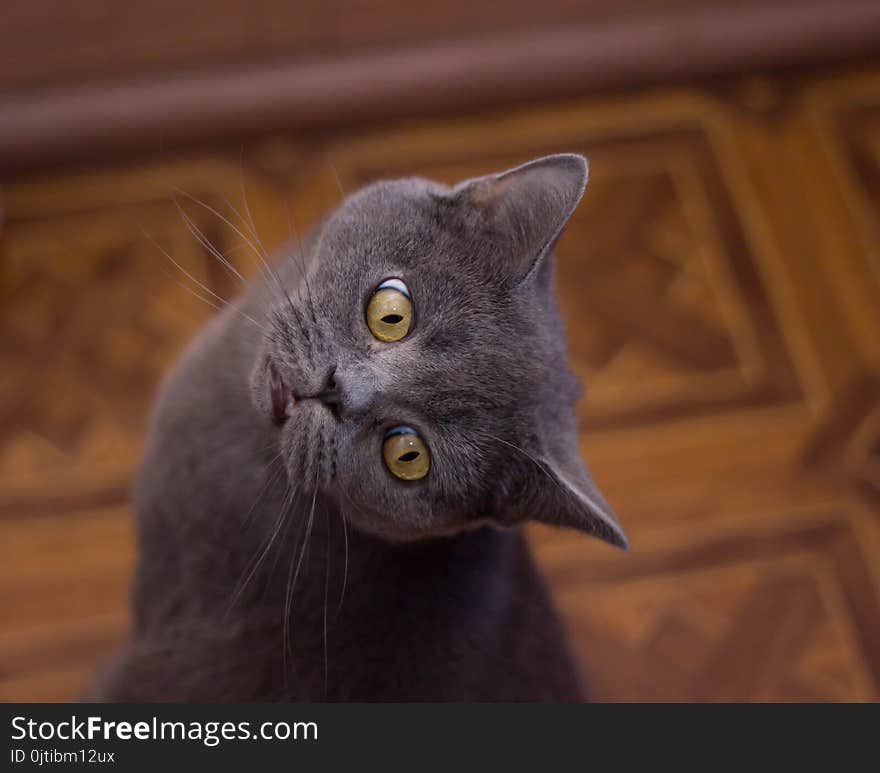 Funny british cat peeping portrait