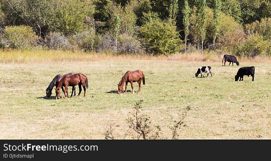 Herd of horses in the pasture in the fall