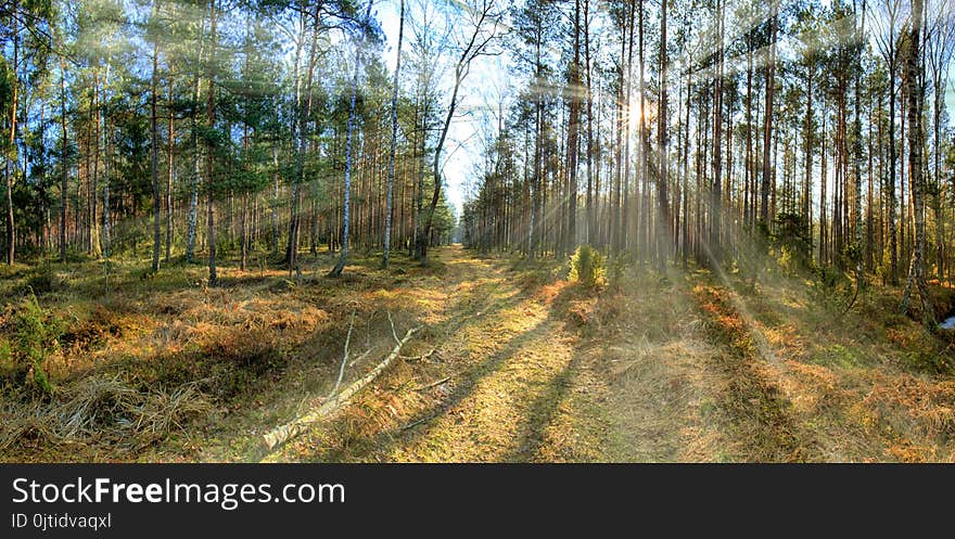 A forest road illuminated by rays, a warm sun. A forest road illuminated by rays, a warm sun