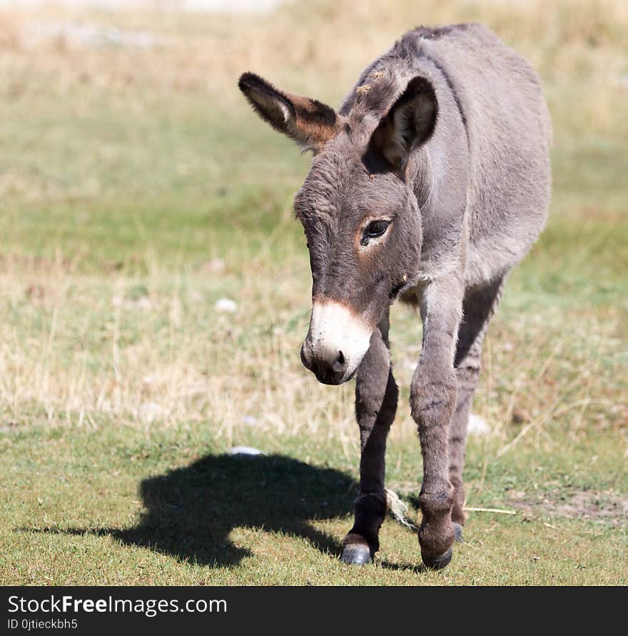 Portrait Of A Donkey On The Nature Autumn