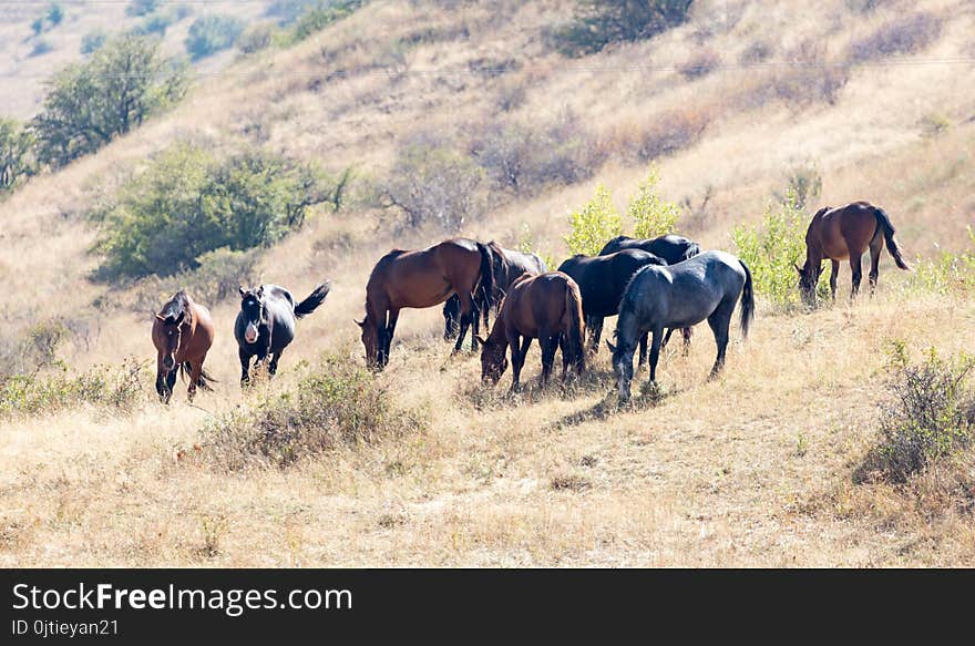 Herd Of Horses In The Pasture In The Fall