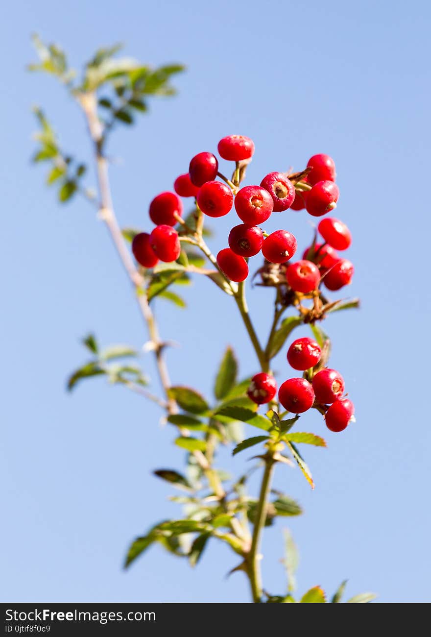 Red barberry against the blue sky . In the park in nature