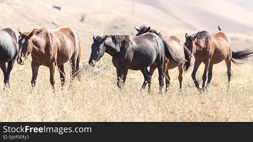 Herd Of Horses In The Pasture In The Fall