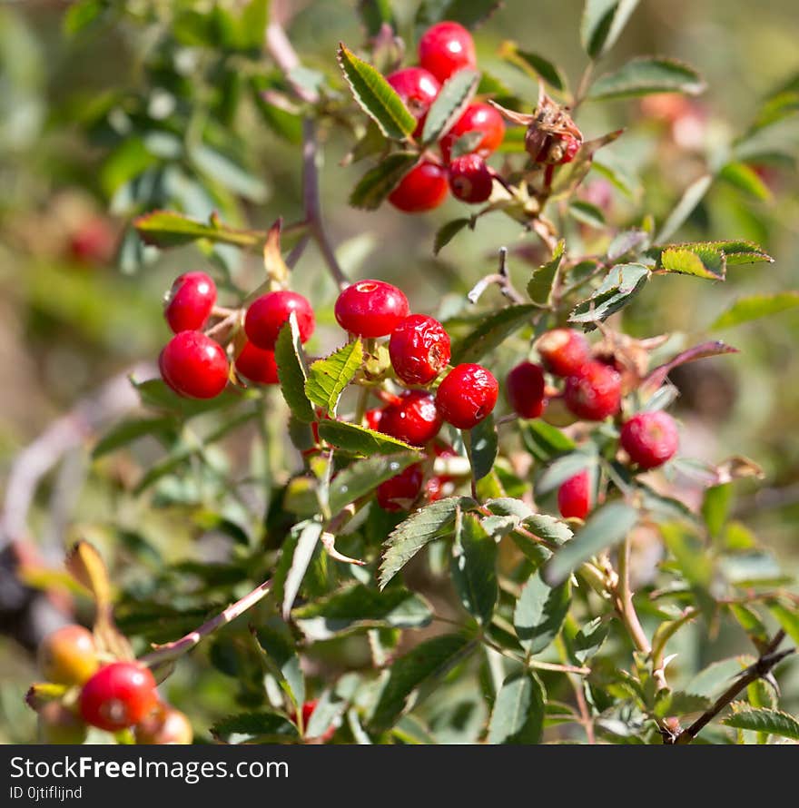 Red barberry on the nature