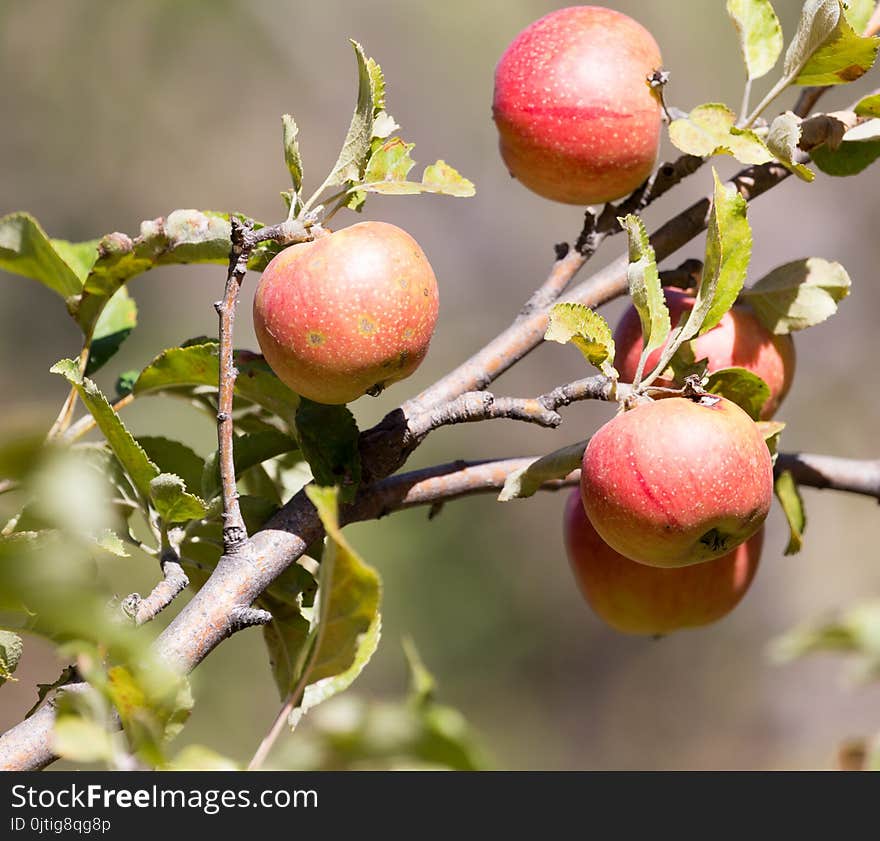 Ripe apples on the tree in nature