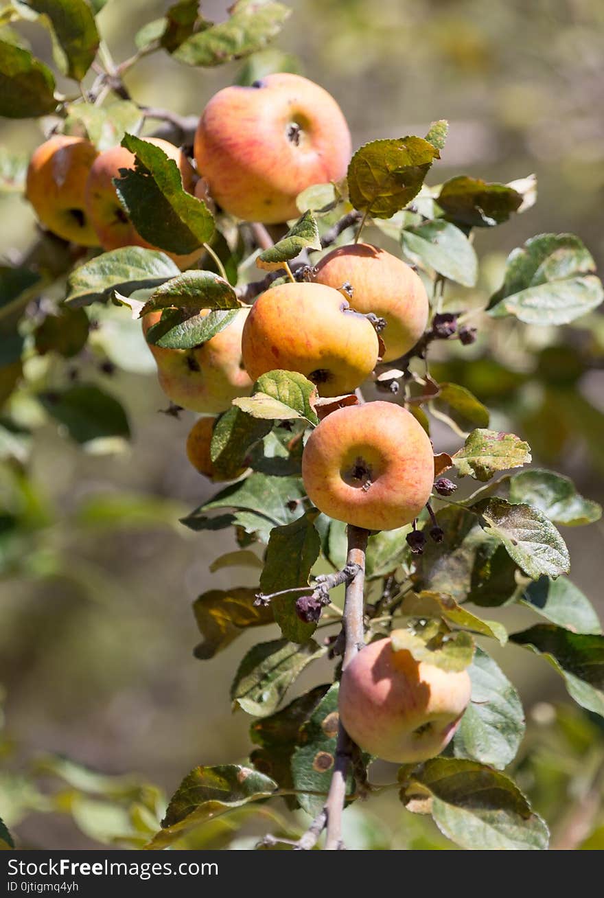 Ripe apples on the tree in nature .