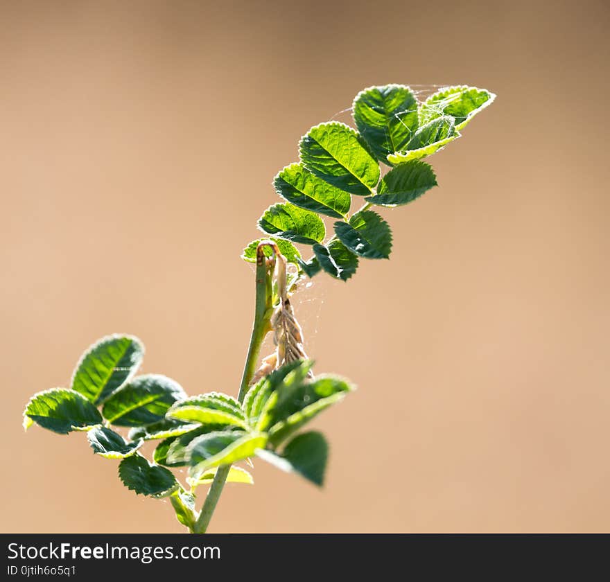 Green leaves on a branch in nature