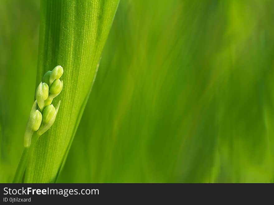 The first blooming lilies of the valley