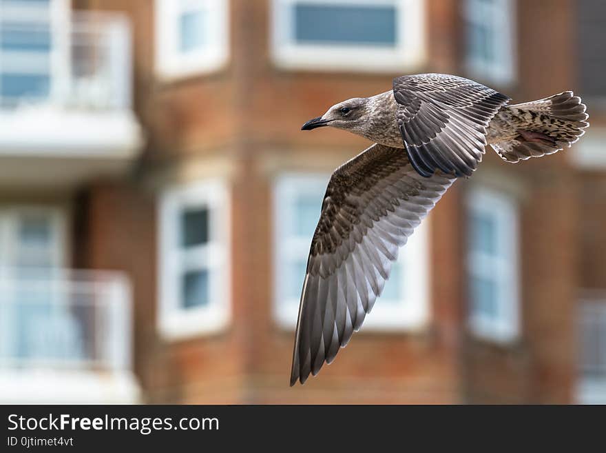 A Seagull Flying Near Buildings. A Seagull Flying Near Buildings