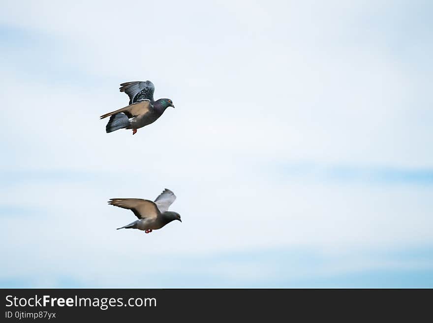 Two Pigeons Flying In The Cloudy Sky In A Summer Day. Two Pigeons Flying In The Cloudy Sky In A Summer Day