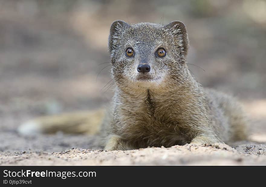 Yellow Mongoose lie down to rest on the Kalahari desert sand in