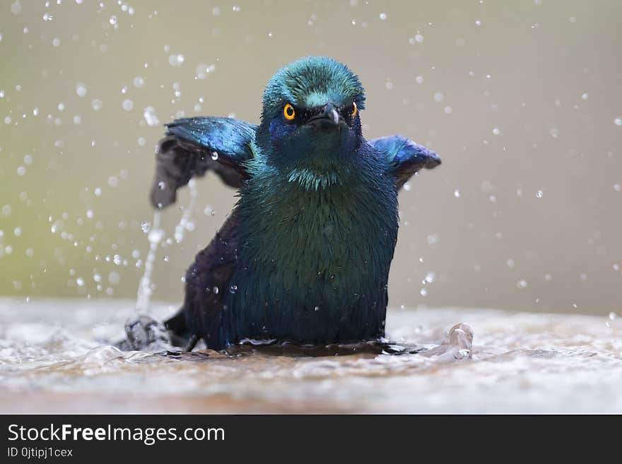 Cape glossy starling bathe in shallow water pool on a hot day