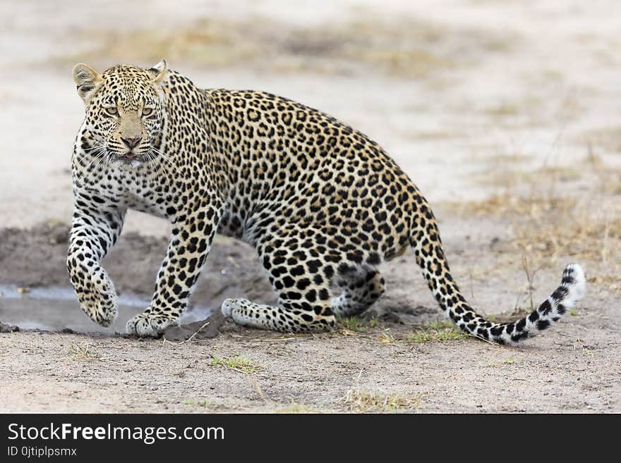 Leopard Drinking Water From Small Pool After Hunting