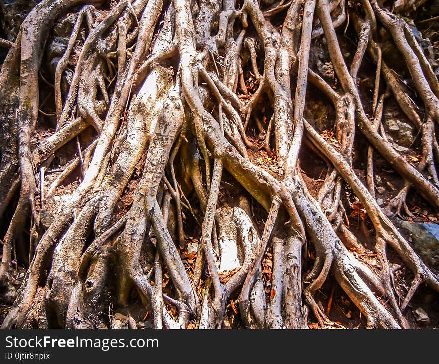 Tree with roots in the jozani forest zanzibar tanzania