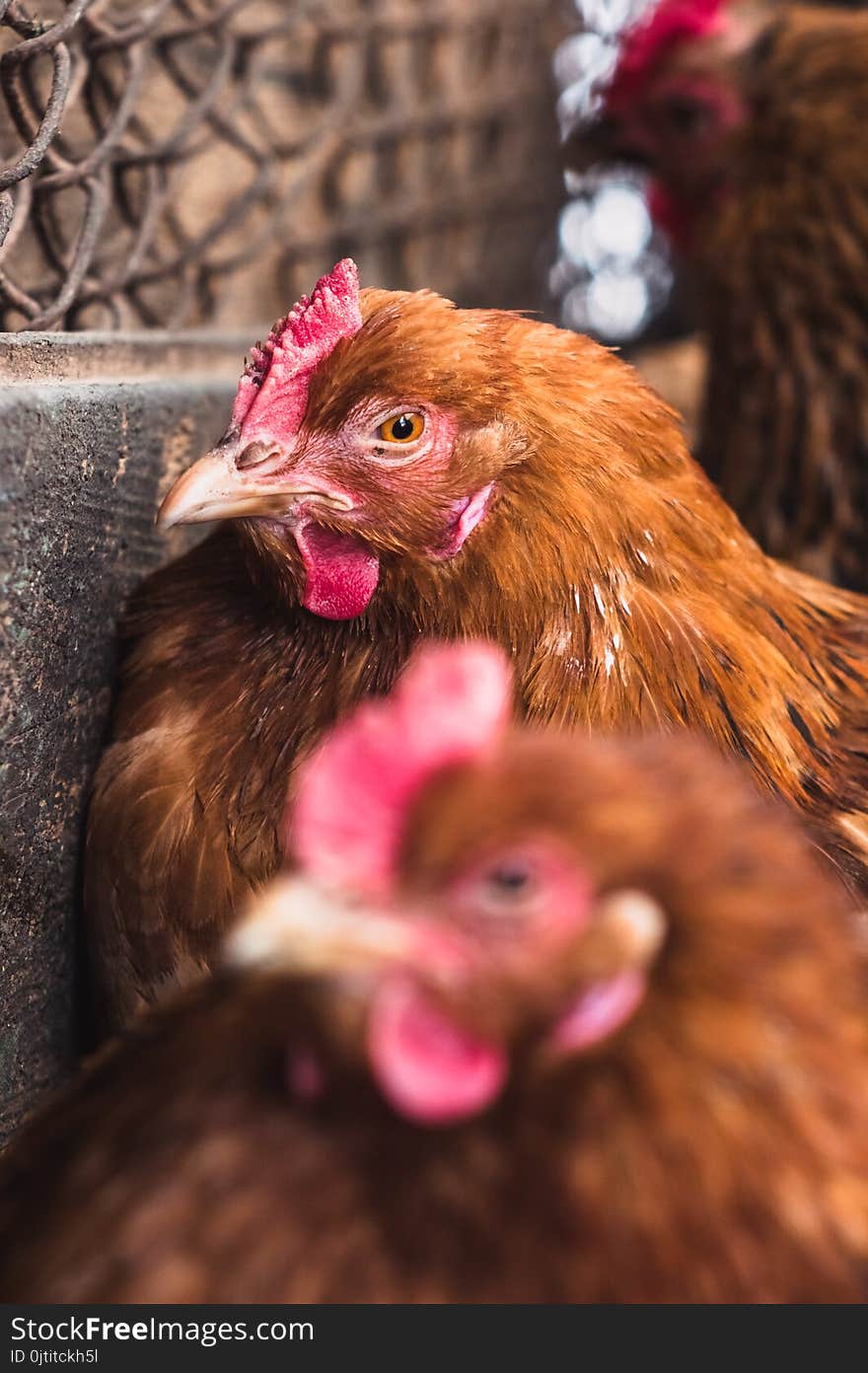 Chickens on the farm. Toned, style, color photo.