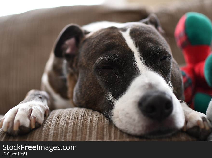 The dog sleep on the sofa