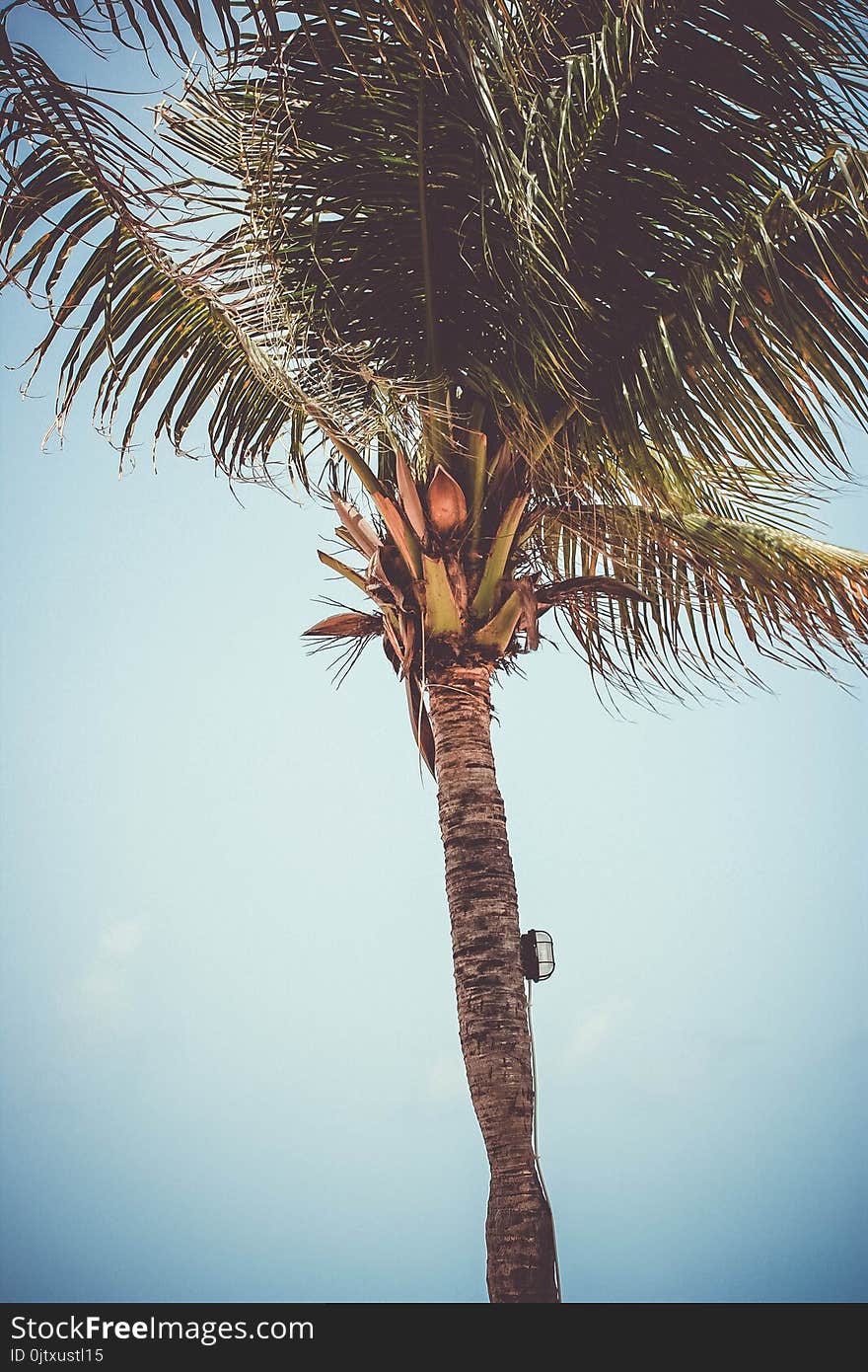 Low Angle Photography Of Palm Tree