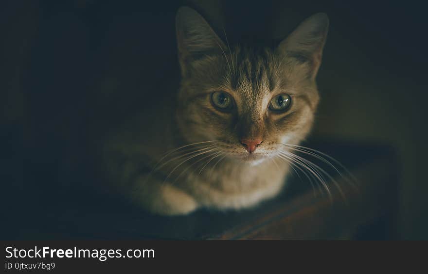 Shallow Focus Photography of Silver Tabby Cat