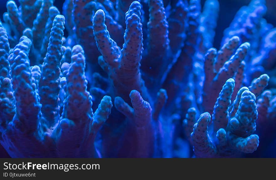 Corals