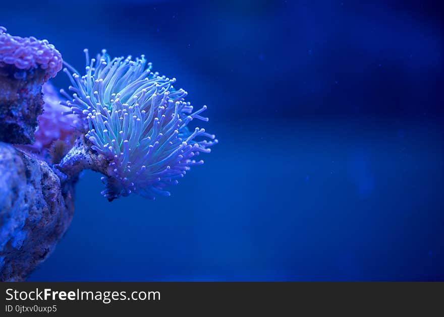 Macro Photography Of White Coral