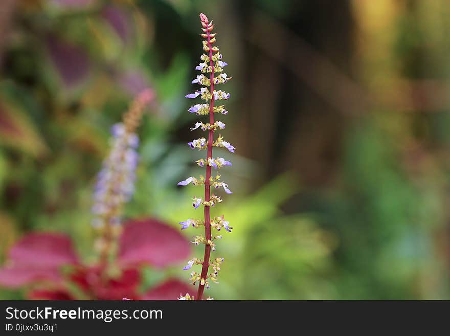 Selective Focus Photo of Purple Petaled Flower