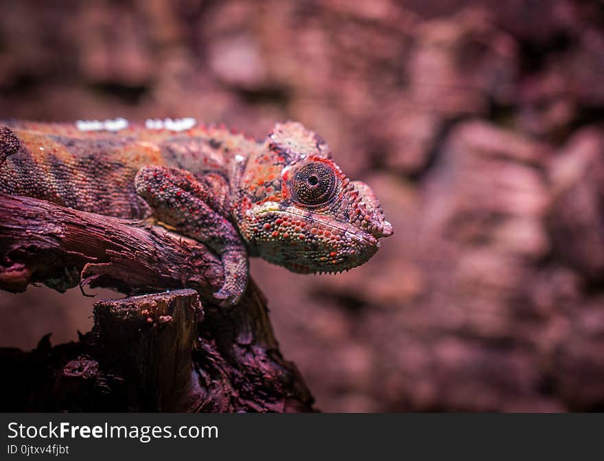 Shallow Focus Photography Of Multi-Colored Lizard