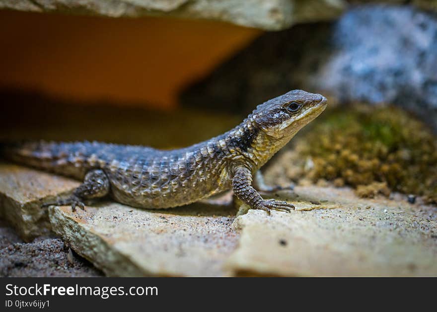 Selective Focus Photo of Black Lizard on Gray Surface