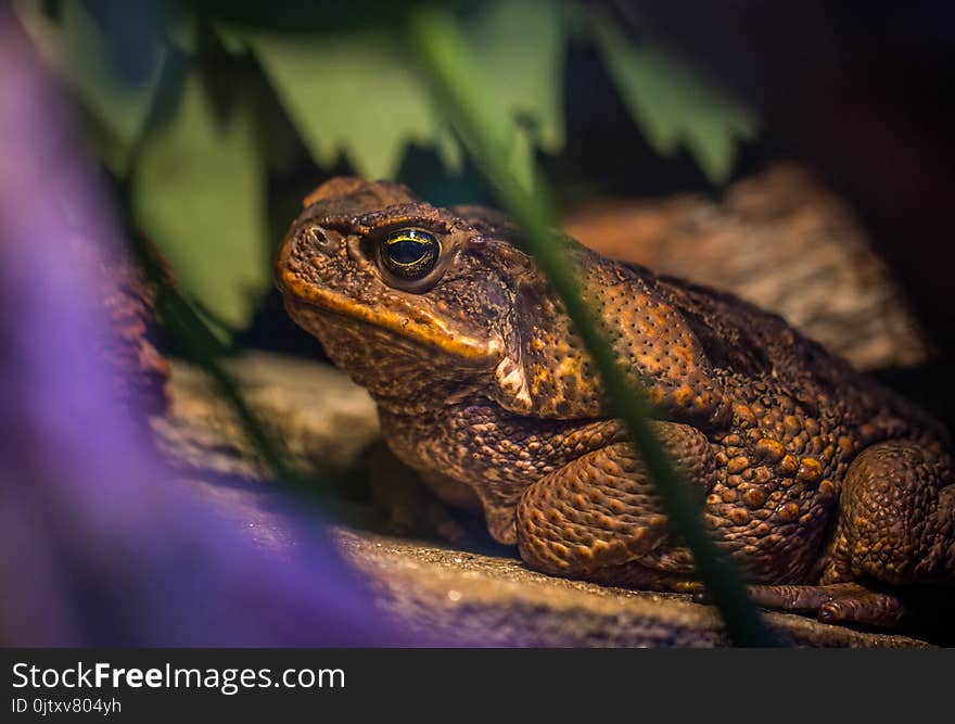 Shallow Focus Photography of Frog