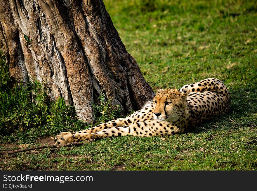 Cheetah Lying Near Tree