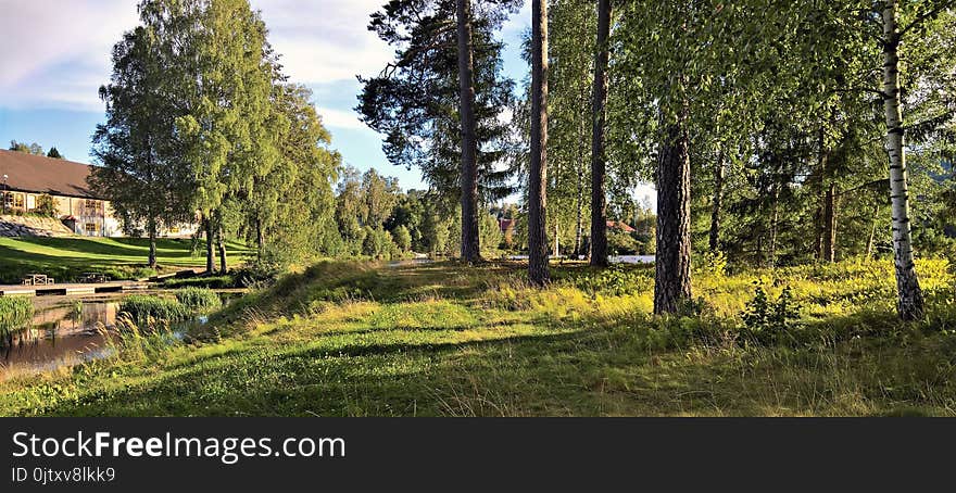 Landscape Photograph of Tree Line