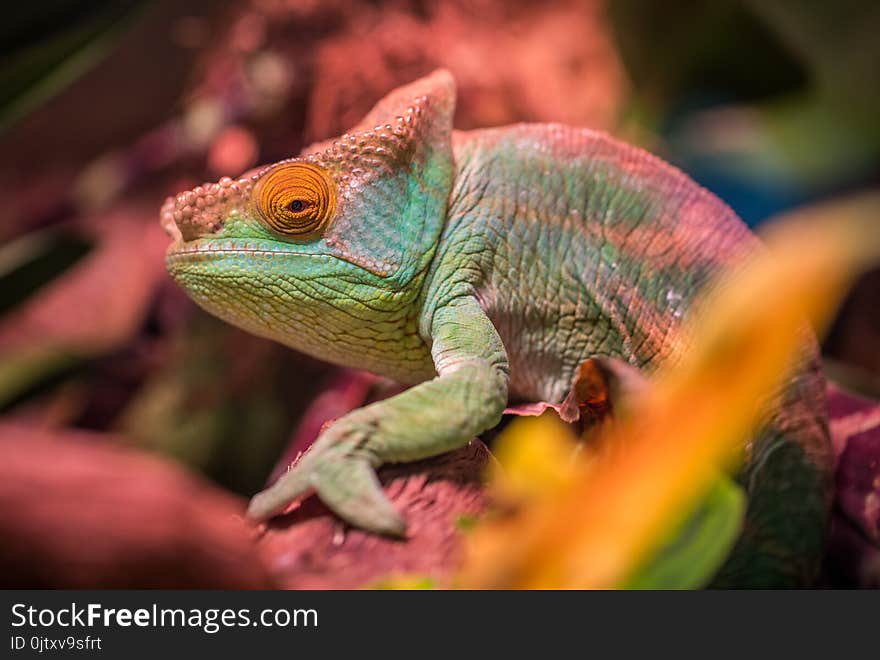 Green and Red Lizard