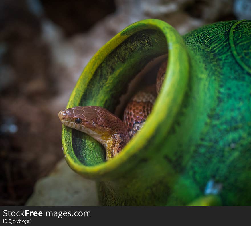 Shallow Focus Photography of Brown Snake in Green Jar