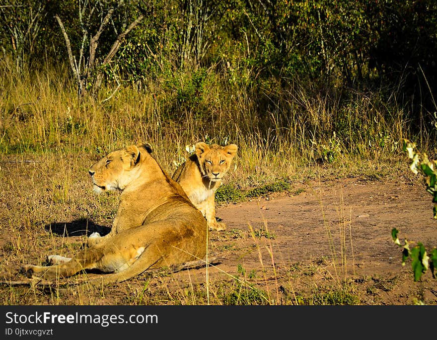 Lioness and Lion Cub Lying on Brown and Green Grass at Daytime