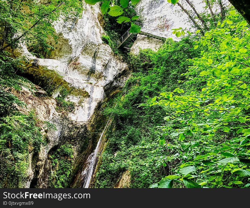 Green Trees