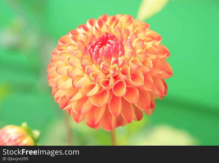 Orange Petaled Flower Close-up Photo