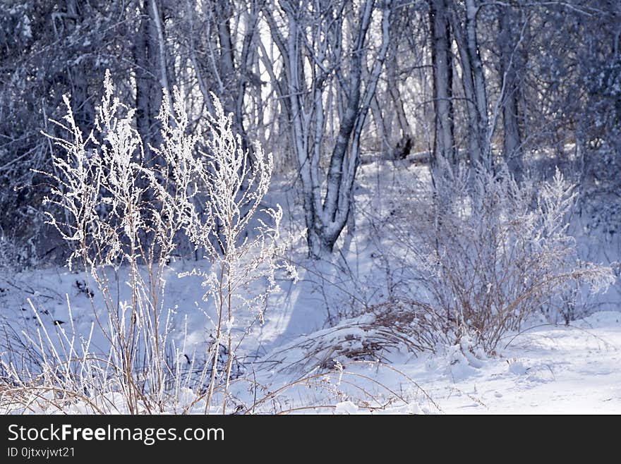 Trees Covered By Snow