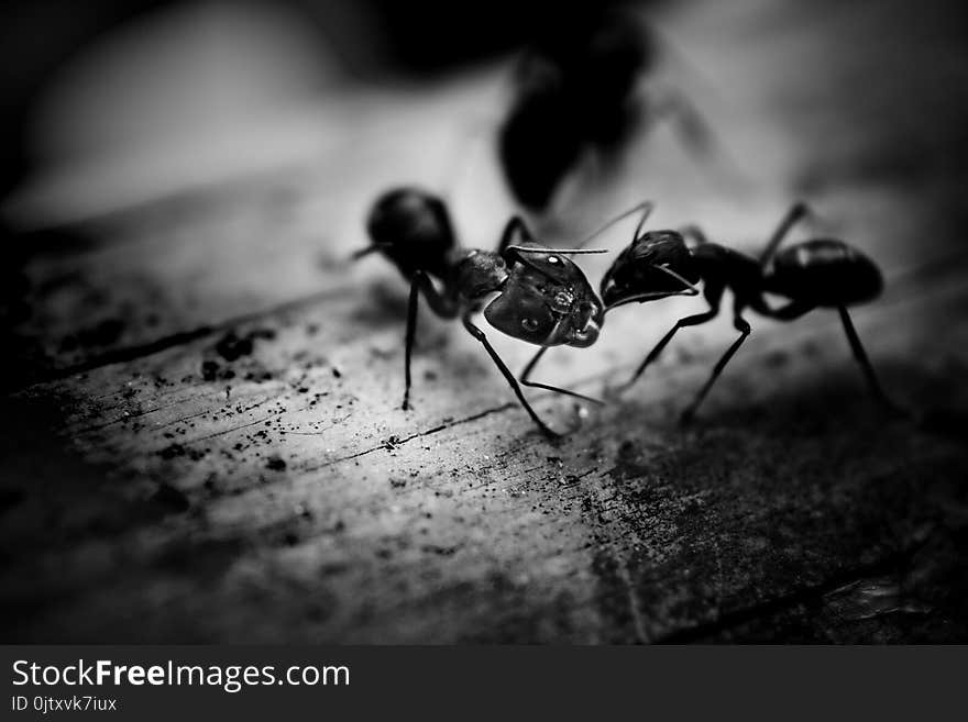 Black Ants