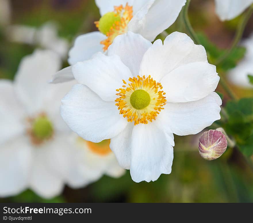 Flower, Flowering Plant, Plant, Anemone