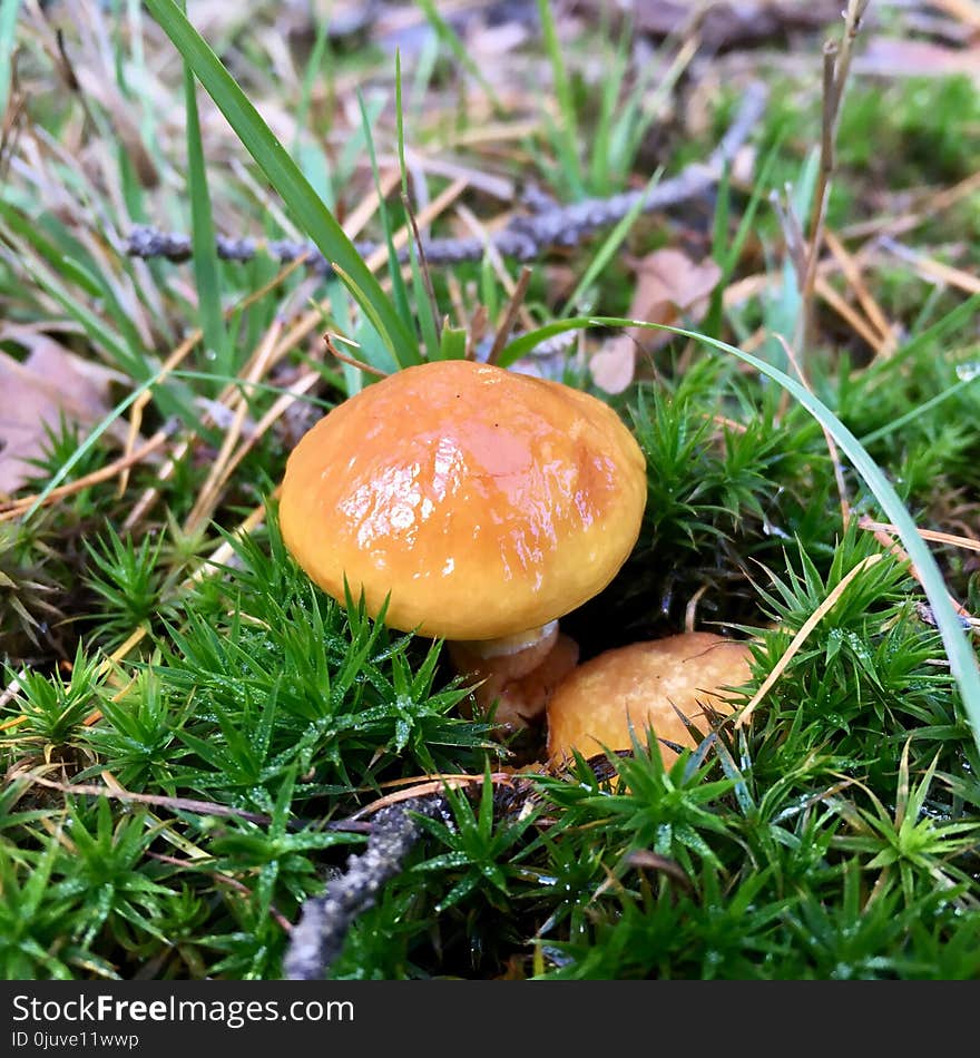 Mushroom, Fungus, Penny Bun, Edible Mushroom