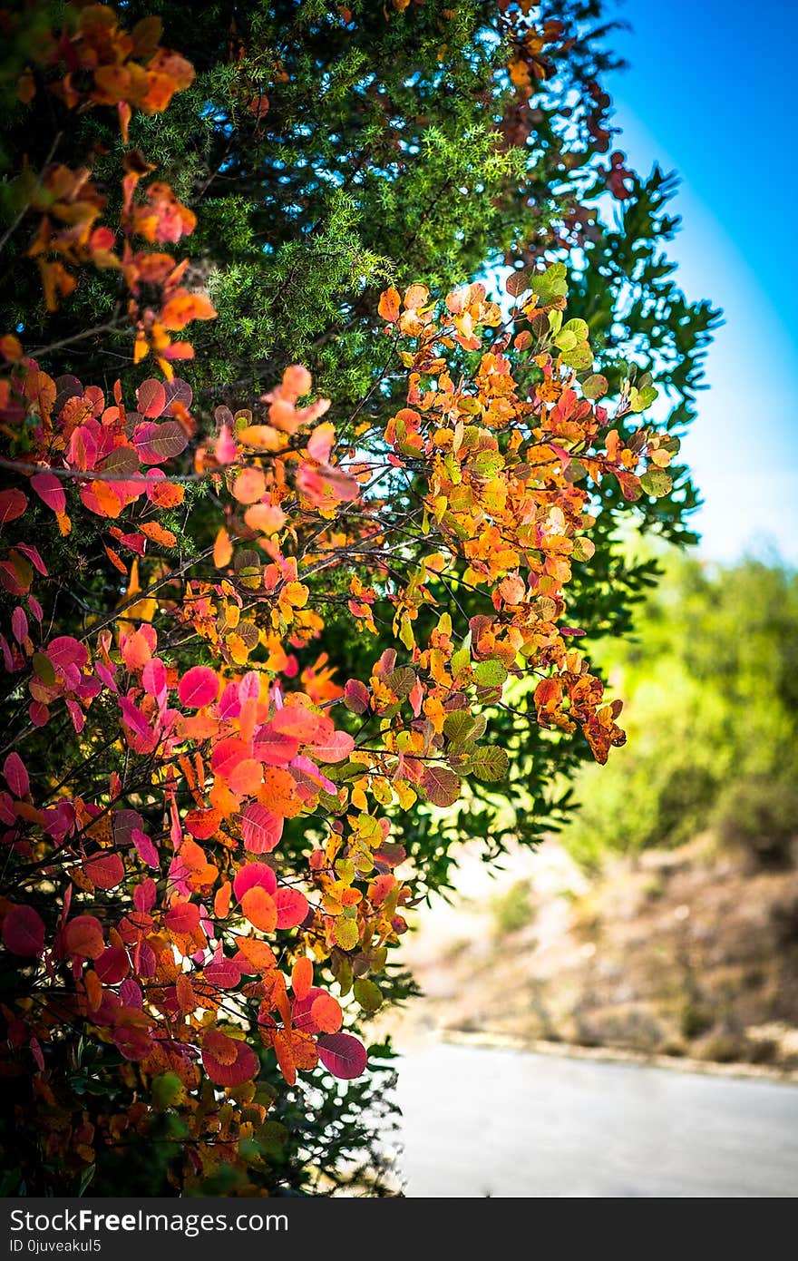 Leaf, Flora, Plant, Autumn