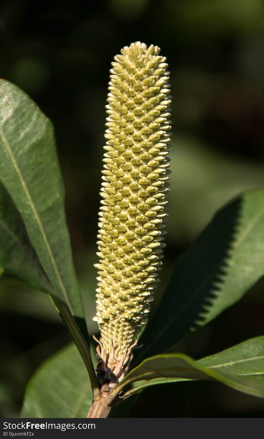 Plant, Banksia, Plant Stem, Commodity