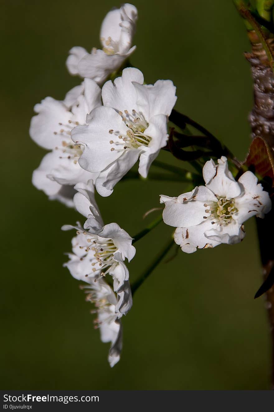 Blossom, Flower, Branch, Spring