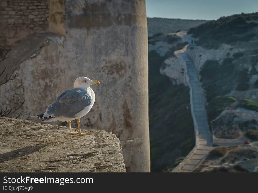 Bird, Sky, Seabird, Beak