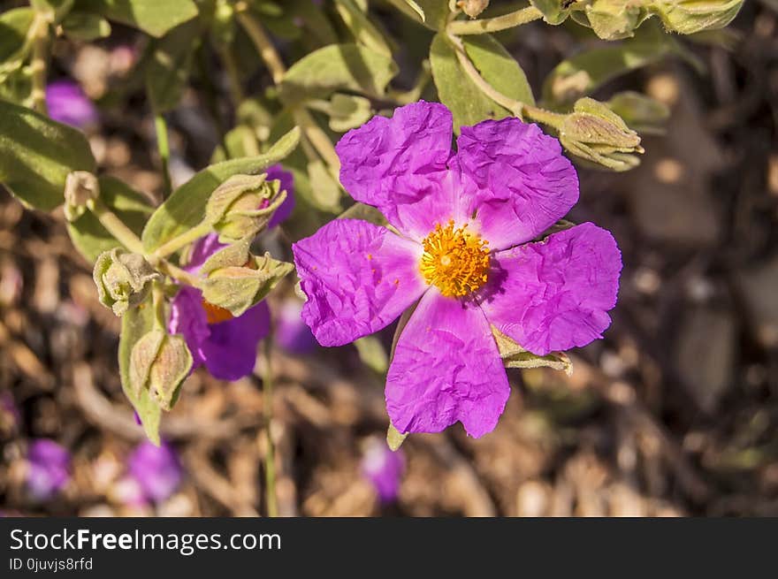 Flower, Flora, Pink, Plant