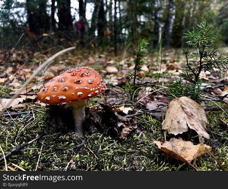 Mushroom, Fungus, Penny Bun, Agaric