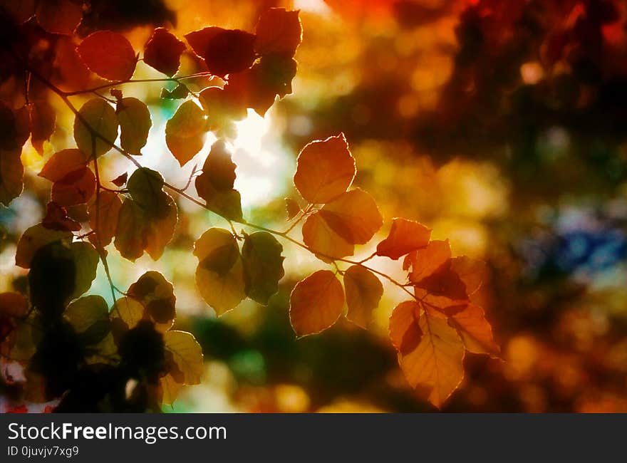 Leaf, Nature, Autumn, Yellow