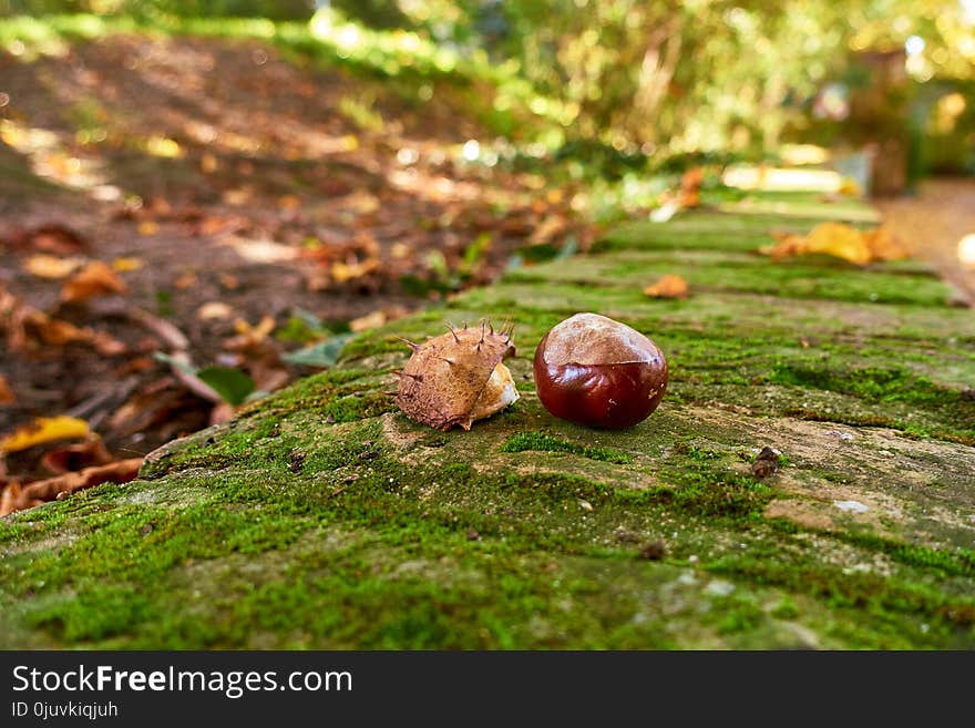 Leaf, Grass, Tree, Fungus