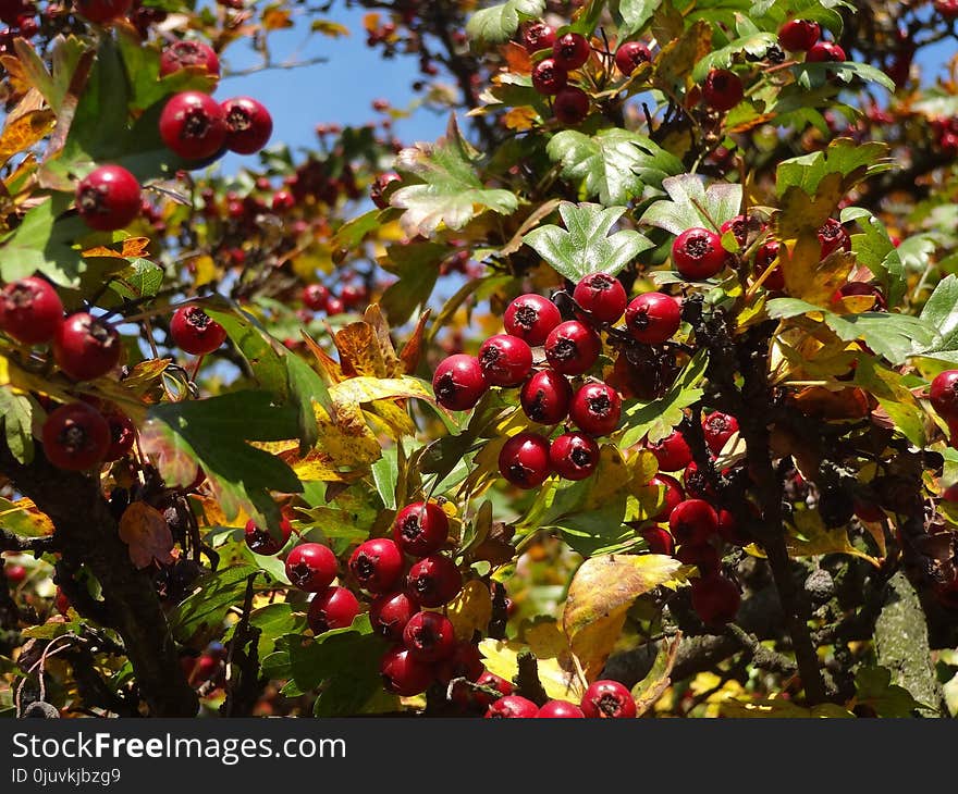 Plant, Fruit, Berry, Hawthorn